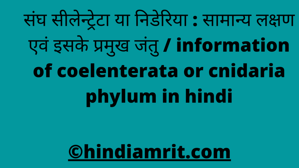 संघ सीलेन्ट्रेटा या निडेरिया : सामान्य लक्षण एवं इसके प्रमुख जंतु / information of coelenterata or cnidaria phylum in hindi