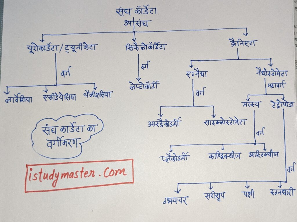 संघ कार्डेटा एवं इसका वर्गीकरण : सामान्य लक्षण एवं इसके प्रमुख जंतु / information of chordata phylum in hindi